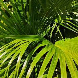 小黄鸭青柠影院特色
